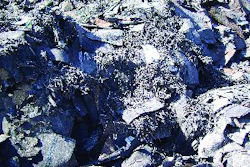 Shingles before processing.