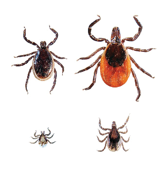 Blacklegged ticks, or Deer ticks, are found predominately in deciduous forest, and both nymph and adult stages (all shown here) transmit diseases such as Lyme disease, Babesiosis and Anaplasmosis.