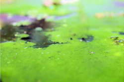 algae biofuel water green 1 5540f8c4c2422 570fd9ce67434