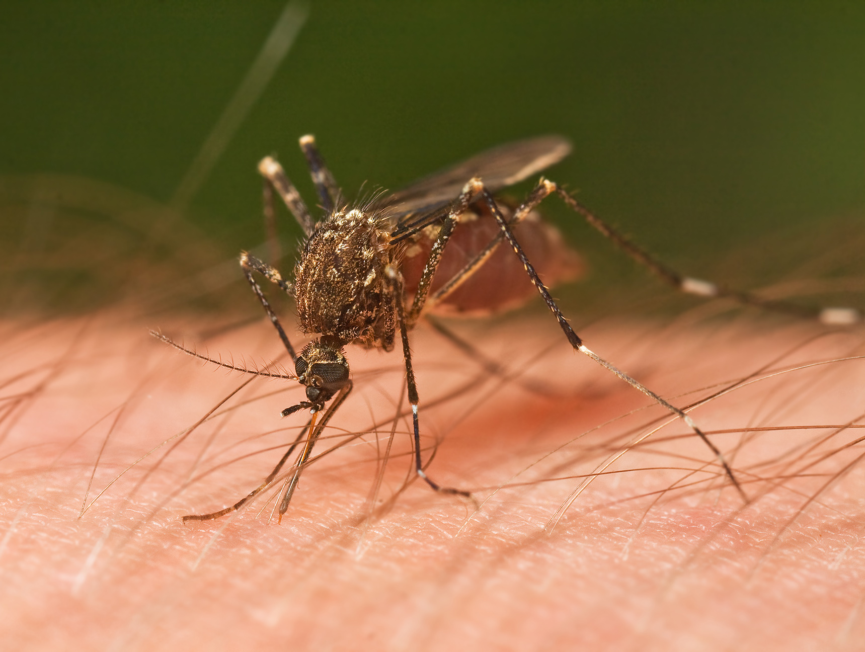 Your first action to limit mosquito outbreaks on a jobsite is to make the immediate environment unsuitable for mosquitoes.