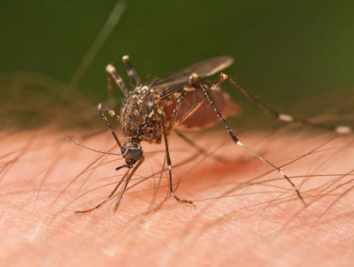 Your first action to limit mosquito outbreaks on a jobsite is to make the immediate environment unsuitable for mosquitoes.