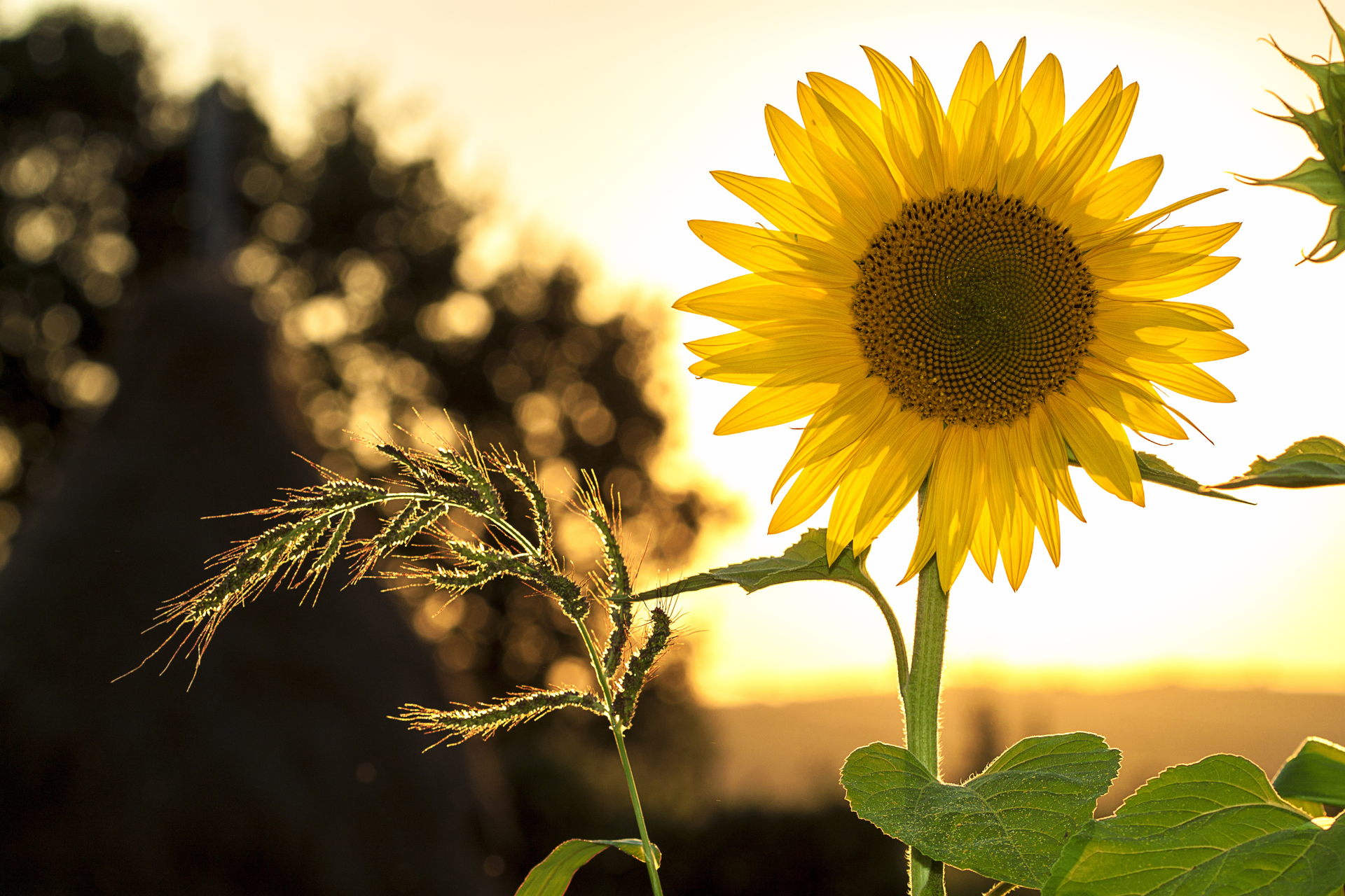 Sunflower Sun Summer Yellow