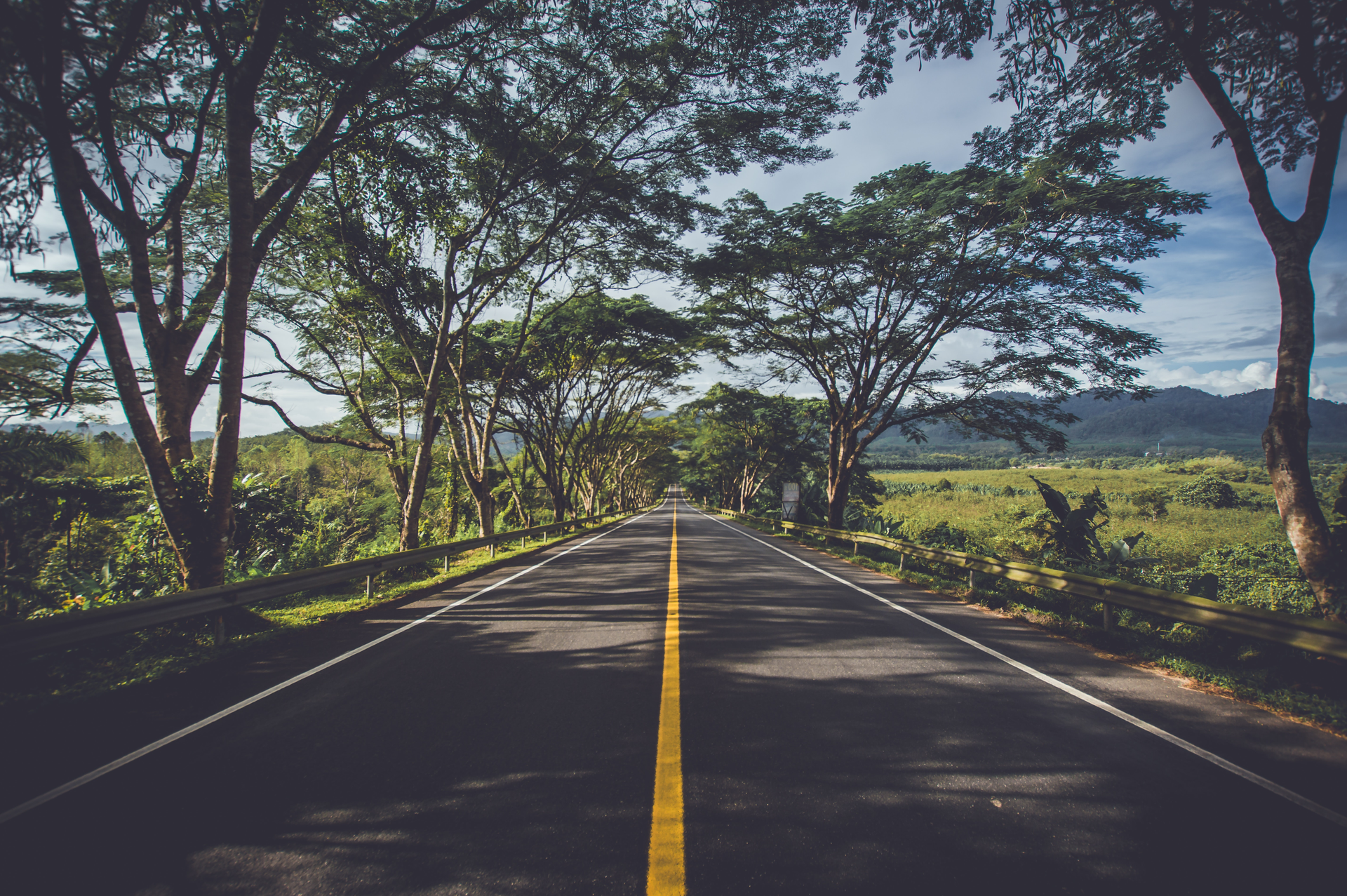 Asphalt Environment Grass 239520