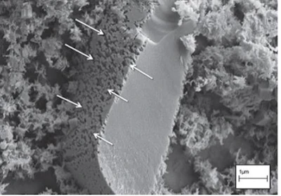Figure 3: Cryo SEM micrograph of a cement grain sample hydrated for 6 hours with C-S-H seeds from Nicoleau and Bertolim [9]. Etch pits are indicated by white arrows and localized on one plane only.