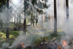 Burning Fire Forest 50700