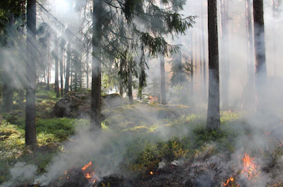 Burning Fire Forest 50700