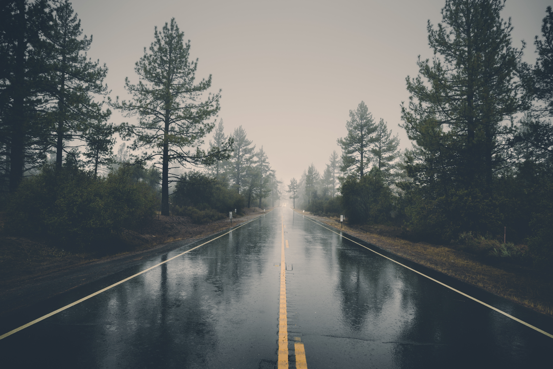 Forest Haze Hd Wallpaper 39811