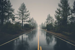 Forest Haze Hd Wallpaper 39811