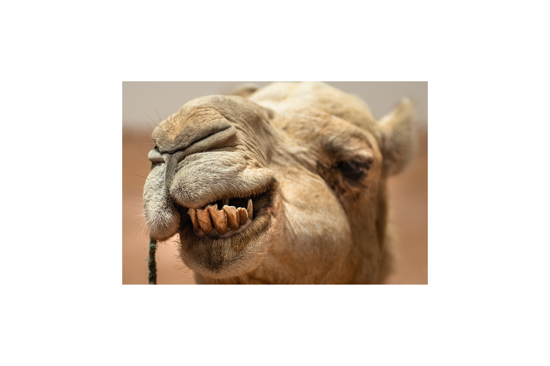 190630 F Eq901 1006 (1)camel