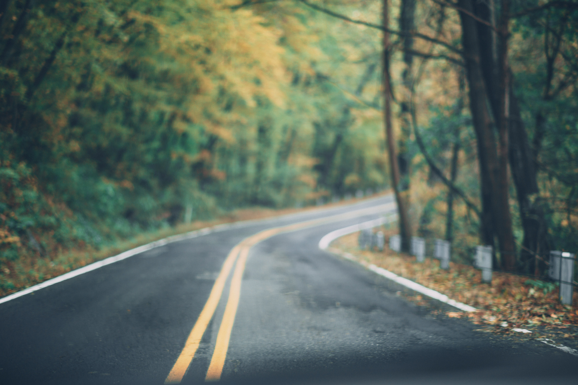Asphalt Road Between Trees 1546901
