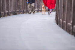 Dog Leash Outdoors Pavement 432362