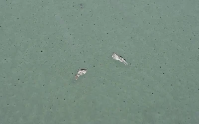 This is an example of stone cracking due to inadequate lift thickness in asphalt mix design.