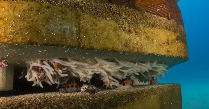 LafargeHolcim concrete reef