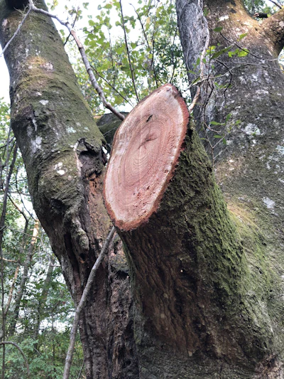 Because the knives in the Fecon BLACKHAWK generate a cutting action, it is able to make a precise cut in large limbs, comparable to a chainsaw.