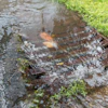 Adobe Stock 113020126