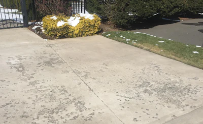 Concrete walkway with yellow flowering shrub and patches of snow near green lawn