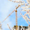 Yellow tower crane on construction site with white flowering branches in foreground and blue sky